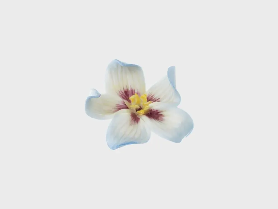 Nymphenburg Hornviol bordblomst håndmalet porcelæn