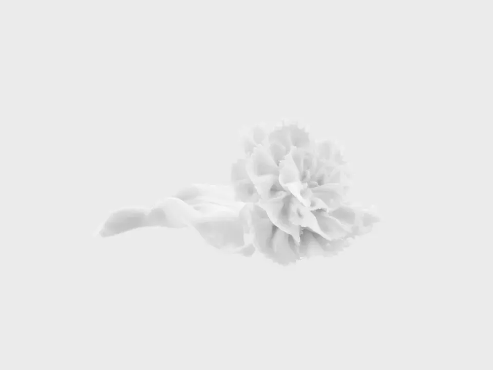 Nymphenburg Nelke bordblomst M hvid