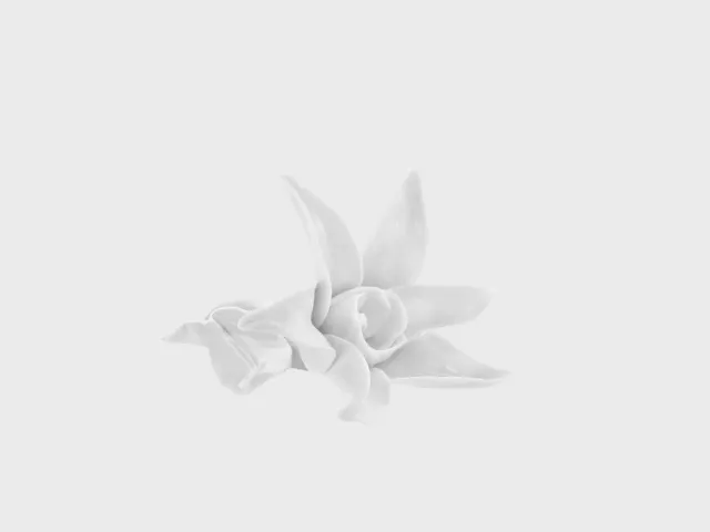 Nymphenburg Sternblume porcelænsblomst hvid